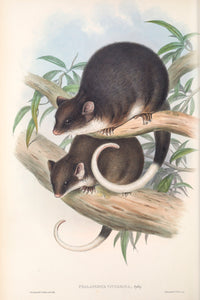 Ringtail Possum