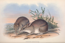 Load image into Gallery viewer, Western Barred Bandicoot