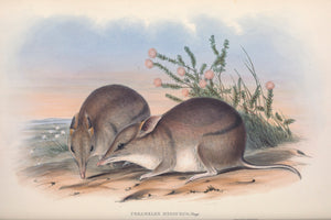 Western Barred Bandicoot