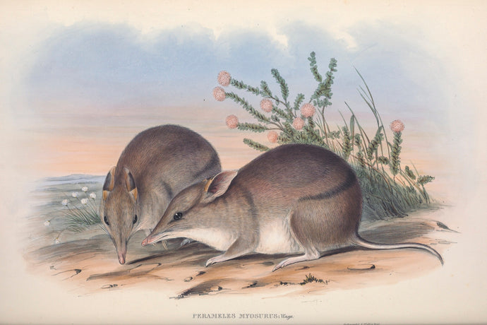 Western Barred Bandicoot