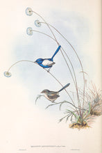Load image into Gallery viewer, White-winged Fairywren (Malurus leucopterus)