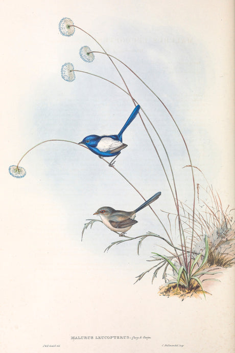 White-winged Fairywren (Malurus leucopterus)