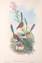 Load image into Gallery viewer, Purple-crowned Fairywren (Malurus coronatus)
