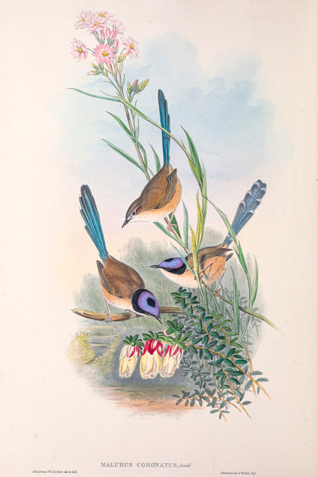 Purple-crowned Fairywren (Malurus coronatus)