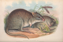 Load image into Gallery viewer, Rufous bettong