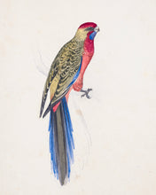 Load image into Gallery viewer, Eastern Rosella