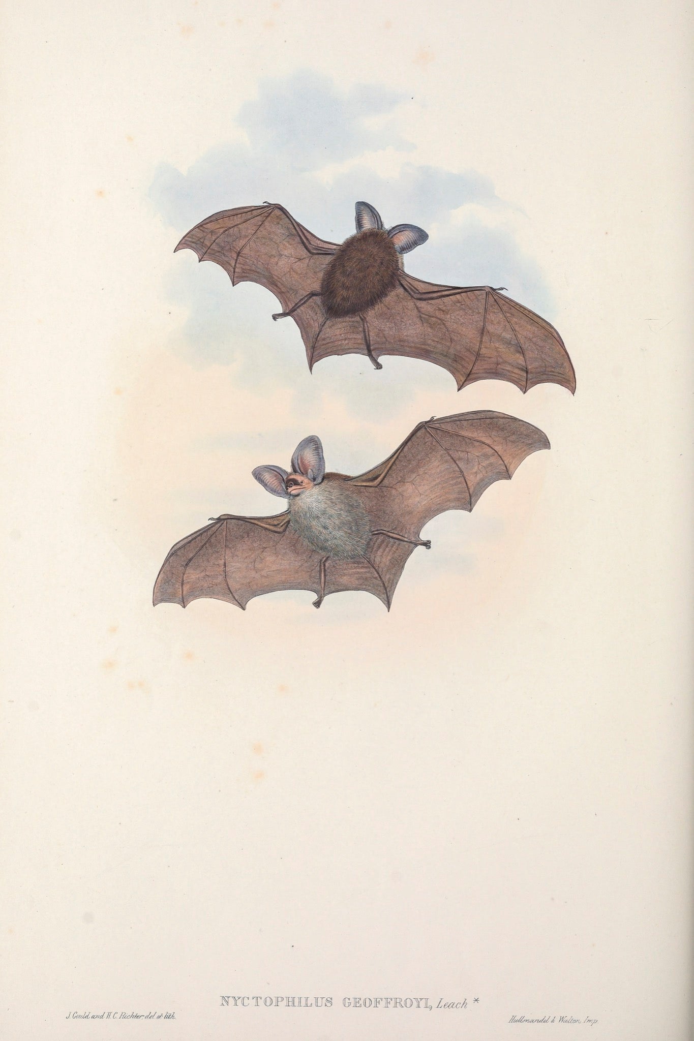 Lesser long-eared bat