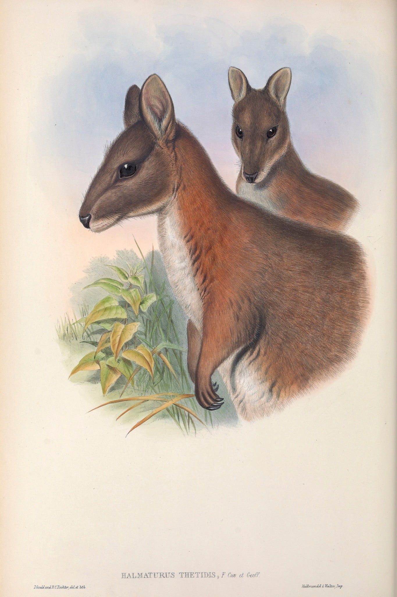 Red -necked Pademelon