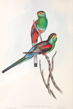 Load image into Gallery viewer, Paradise Parrot (Psephotellus pulcherrimus)