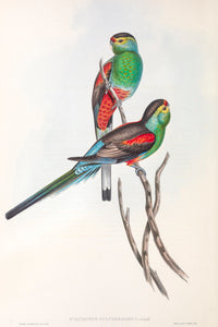 Paradise Parrot (Psephotellus pulcherrimus)