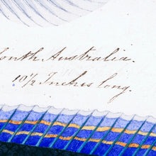 Load image into Gallery viewer, Sketches of Australian Fishes - Third Voyage of HMS Beagle