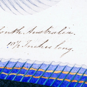 Sketches of Australian Fishes - Third Voyage of HMS Beagle