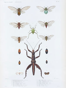 Insects