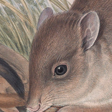 Load image into Gallery viewer, Woylie, or Brush-tailed Bettong