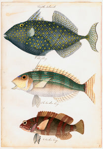 Sketches of Australian Fishes - Third Voyage of HMS Beagle