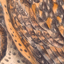 Load image into Gallery viewer, Tasmanian Masked Owl (Tyto novaehollandiae castanops)