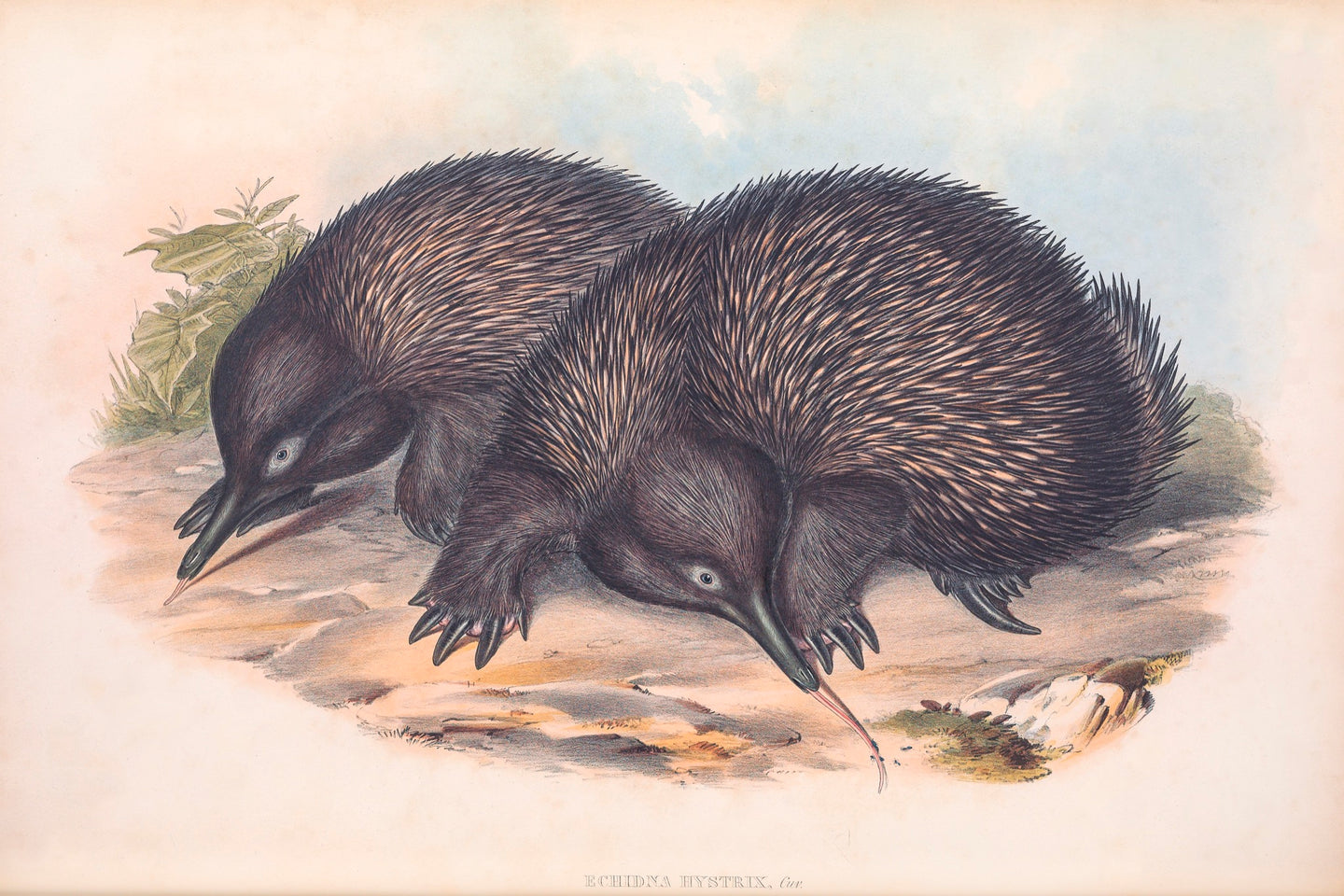 Echidna