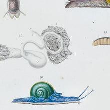 Load image into Gallery viewer, Molluscs