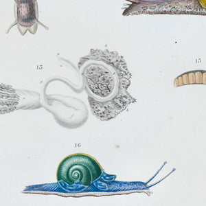 Molluscs