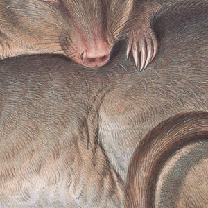 Boodie, or Burrowing Bettong