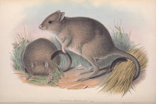 Load image into Gallery viewer, Woylie, or Brush-tailed Bettong