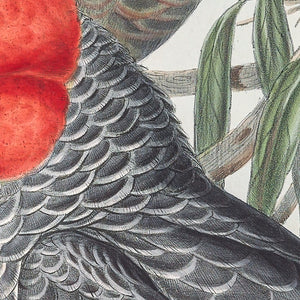 Gang Gang Cockatoo, (Callocephalon fimbriatum)