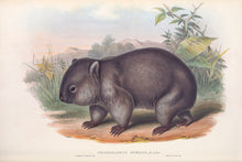 Load image into Gallery viewer, Wombat