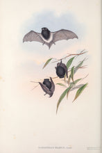 Load image into Gallery viewer, Little Pied Bat