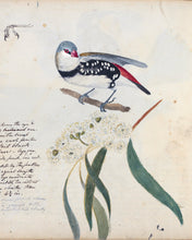 Load image into Gallery viewer, Diamond Firetail (detail)
