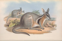 Load image into Gallery viewer, Bridled Nail-tail Wallaby