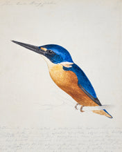 Load image into Gallery viewer, Kingfisher