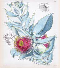 Load image into Gallery viewer, Mottlecah (Eucalyptus macrocarpa)