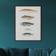 Load image into Gallery viewer, Fish