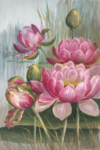 Water Lillies (Nymphaea lotus var. gibsonae)