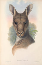 Load image into Gallery viewer, Eastern Grey Kangaroo