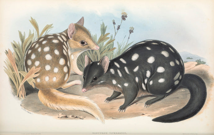 Eastern Quoll