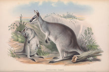 Load image into Gallery viewer, Whiptail Wallaby