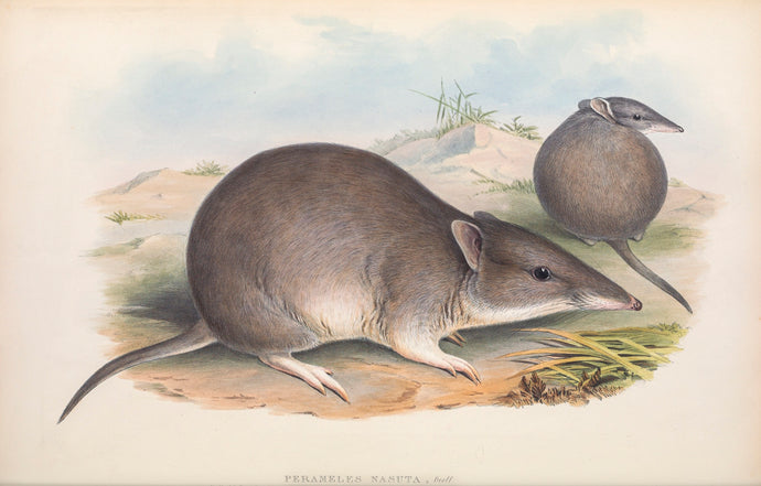 Long-nosed Bandicoot