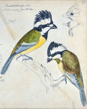 Load image into Gallery viewer, Crested Shrike-tit (detail)