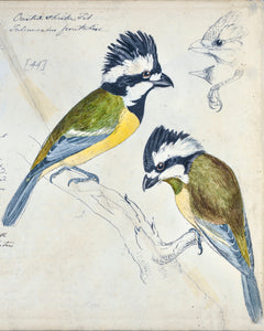 Crested Shrike-tit (detail)