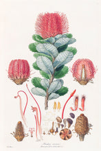 Load image into Gallery viewer, Banksia Coccinea, Bauer, 1813