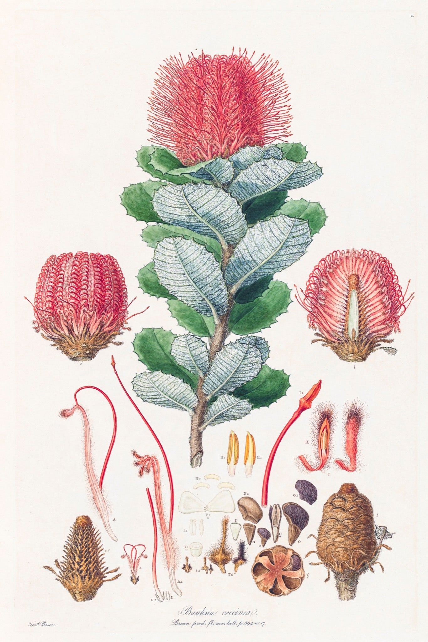 Banksia Coccinea, Bauer, 1813