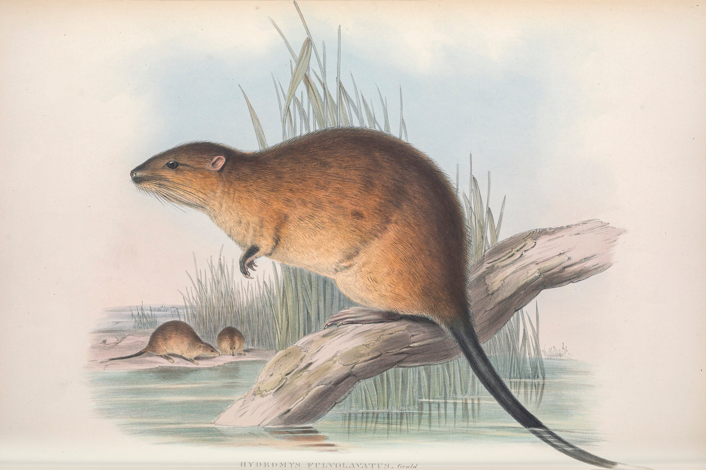 Rakali, 'Fulvous Beaver-rat', Water Rat