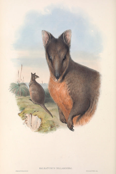 Tasmanian Pademelon