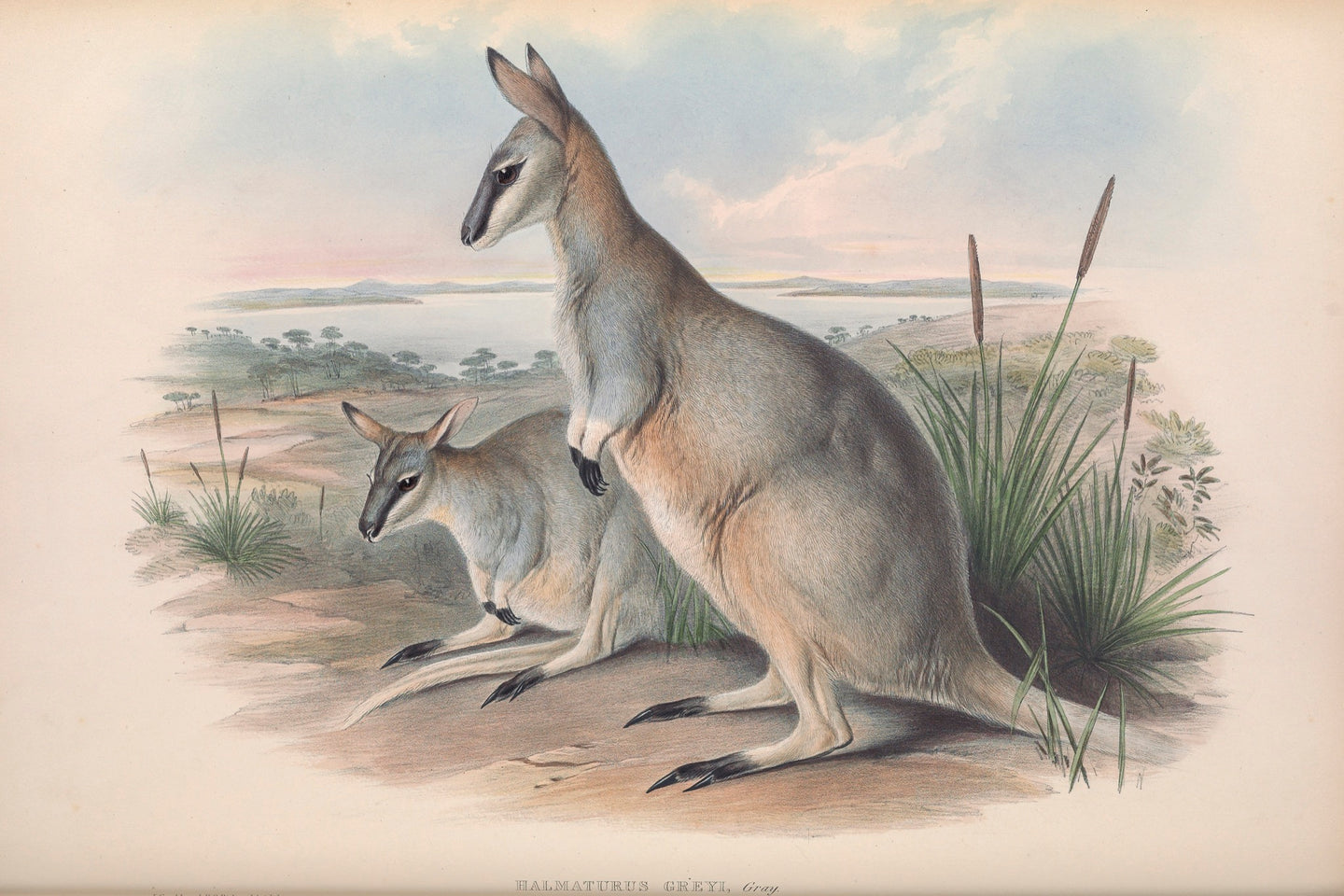 Grey's Wallaby