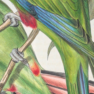 Superb Parrot, or Barrabands Parrot (Polytelis swainsonii)