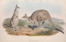 Load image into Gallery viewer, Eastern Grey Kangaroo