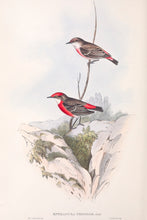 Load image into Gallery viewer, Crimson Chat (Epthianura tricolor)