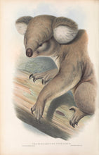 Load image into Gallery viewer, Koala (Phascolarctos cinereus)