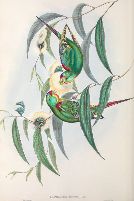 Swift Parrot (Lathamus discolor)